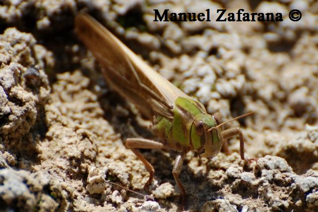 Ortottero verde da identificare...